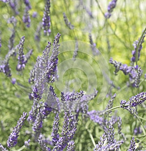 Beautiful Blooming Lavender