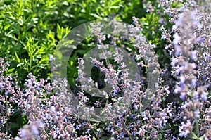 Beautiful blooming lavender plants in garden outdoors, closeup