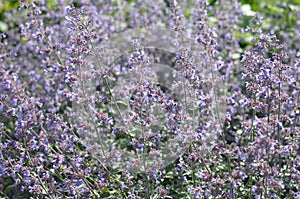 Beautiful blooming lavender plants growing in garden outdoors, closeup