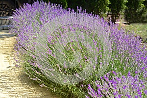 Beautiful blooming lavender plants in park on sunny day
