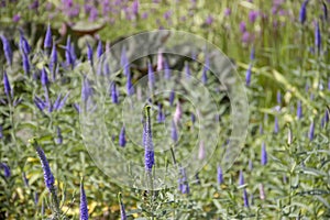 Beautiful blooming lavender  springtime    banner   sunset sunlight  aromatherapy  garden ield background