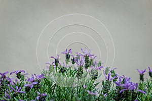 Beautiful blooming lavenders flower Lavandula stoechas with st