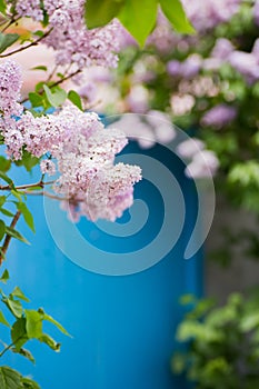 Beautiful blooming lilac branches in garden with blue door on ba