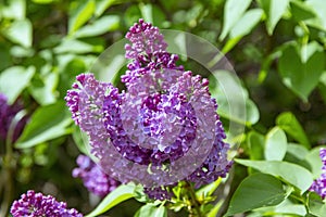 Beautiful blooming lilac bush branches with bright purple flowers