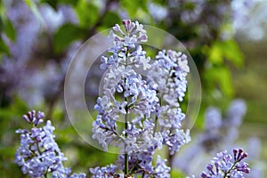 Beautiful blooming lilac bush branches with purple flowers