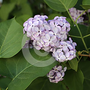 Beautiful Blooming Lilac Tree Flowers in a Closeup