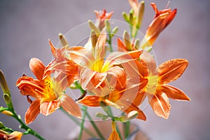 Beautiful blooming lilies closeup