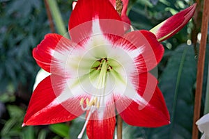 Beautiful blooming lily flower in the garden.