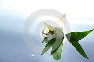 Beautiful blooming lily flower on water surface. Nature healing power