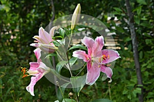 Beautiful blooming lily with pink flowers with white edges. Summer in rural garden