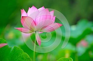 Beautiful blooming lotus