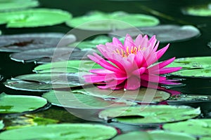 Beautiful Blooming lotus flower