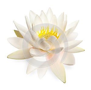Beautiful blooming lotus flower isolated