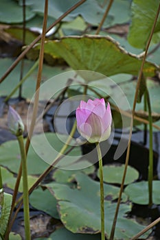 Beautiful blooming lotus flower in the pond