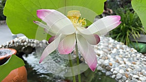 beautiful blooming lotus flower in pond Nelumbo nucifera flower blooming in the marshy area