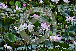 Beautiful blooming lotus flowers in the pond