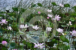 Beautiful blooming lotus flowers in the pond