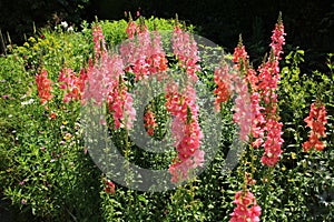 Beautiful blooming Lupinus Polyphyllus in Great Dixter House & Gardens.