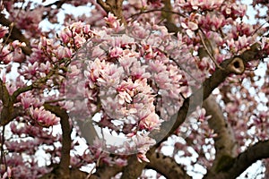 Beautiful blooming Magnolia