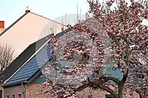 Beautiful blooming Magnolia