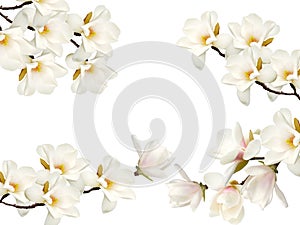 Beautiful blooming magnolia flower isolated on white background.