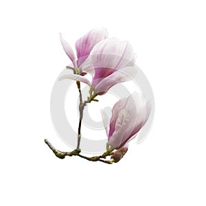 Beautiful blooming magnolia flower isolated on white background.