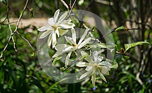 Beautiful blooming Magnolia stellata or star magnolia with large white flowers in spring garden.