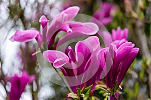 Beautiful blooming Magnolia Susan Magnolia liliiflora x Magnolia stellata with large pink flowers and buds in spring garden.