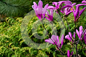 Beautiful blooming Magnolia Susan Magnolia liliiflora x Magnolia stellata with large pink flowers and buds in spring garden