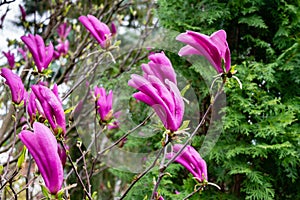 Beautiful blooming Magnolia Susan Magnolia liliiflora x Magnolia stellata with large pink flowers and buds in spring garden