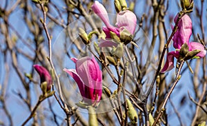 Beautiful blooming Magnolia Susan Magnolia liliiflora x Magnolia stellata with large pink flowers and buds in spring garden