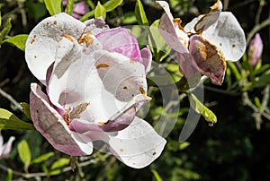 Beautiful blooming magnolia tree