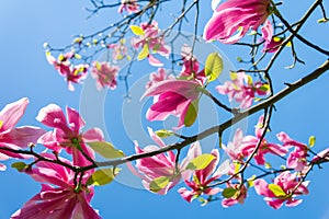 Beautiful blooming magnolia tree on blue sky