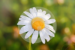 Beautiful blooming marguerite on a green meadow at sunrise. Daisy flower with dew water drops.