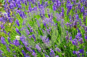 Beautiful blooming mealy sage, Salvia farinacea, taken close up. The amazing purple healing herb attracts butterflies