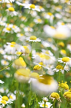 Beautiful blooming medical roman Chamomile flowers Field