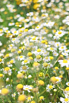 Beautiful blooming medical roman Chamomile flowers Field