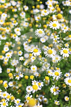 Beautiful blooming medical roman Chamomile flowers Field