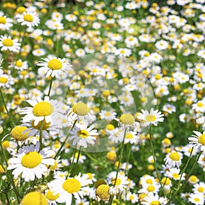 Beautiful blooming medical roman Chamomile flowers Field