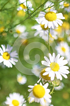 Beautiful blooming medical roman Chamomile flowers Field