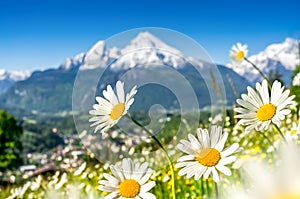 Beautiful blooming mountain flowers in snowcapped Alps in spring