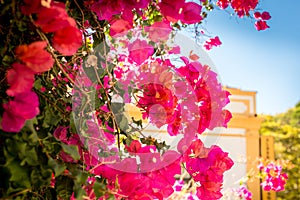Beautiful blooming multicolor bougainvillea against the background of houses and streets. Wallpaper