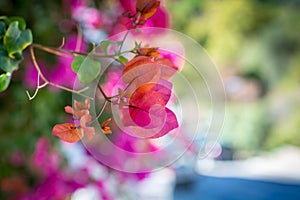 Beautiful blooming multicolor bougainvillea on a blurred background