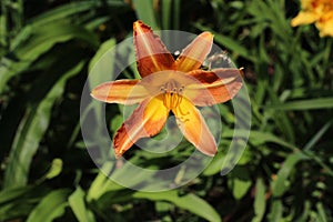 Beautiful blooming Orange lily flower with petal and pistil in the green leaves garden