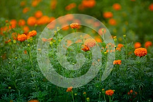 Beautiful blooming orange marigold flowers in the garden. Orange Green flowers background