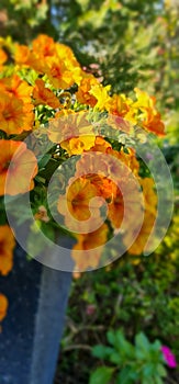 Beautiful blooming orange Petunia flowers in bright sun light in the garden