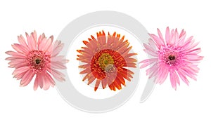 Beautiful blooming orange and pink gerbera daisy flower isolated on white background with clipping path