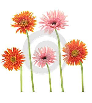 Beautiful blooming orange and pink gerbera daisy flower isolated on white background with clipping path