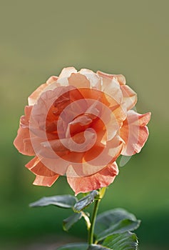 Beautiful blooming orange rose in the summer garden. Floribunda Rose Easy Does it. Close-up. Vertical crop photo