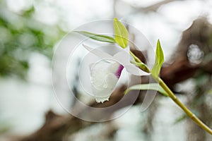 Beautiful blooming orchids of different colors